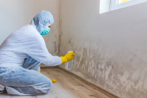 Licensed Mold Remediation service in Jericho, NY - WQB Mold Removal